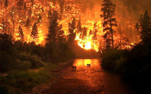 Image Courtesy inhabitat.com