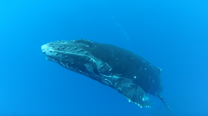 A curious baby humpback whale inspects the author off Oahu’s North Shore, March, 2015.