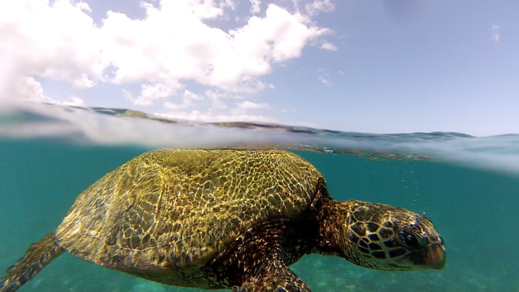 A Hawaiian green sea turtle basks in sunlit waters near Haleiwa, Hawaii. Sea turtles numbers have been on the increase statewide for many years. Strangely, NOAA is just now seeking to expand the focus of the Humpback Whale National Marine Sanctuary to include oversight of the turtles and much, much more.