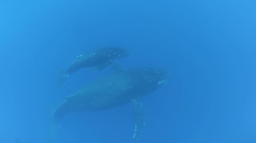 A mother humpback whale and her calf swim in the waters of the Hawaiian Humpback Whale National Marine Sanctuary, March, 2015. Even though humpback whales are a giant conservation success story, a new proposal by NOAA seeks, among other things, to further restrict human access to these magnificent creatures. 